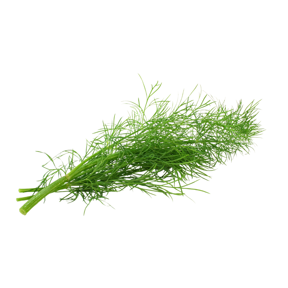 Baby Dill (1dz/case)