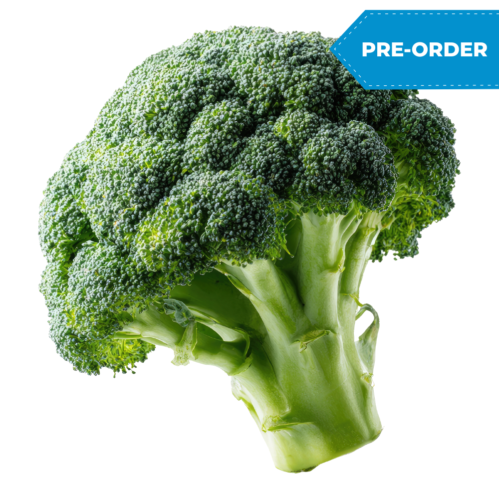 Brocolli (14pcs/case)