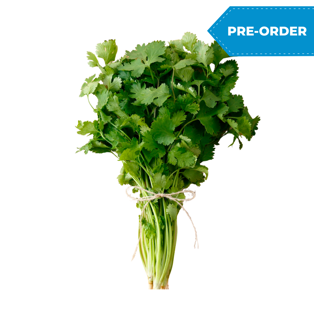 Cilantro (60bundles/case)