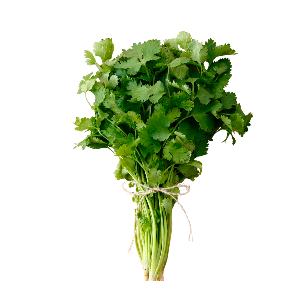 Cilantro (5dozens/case)