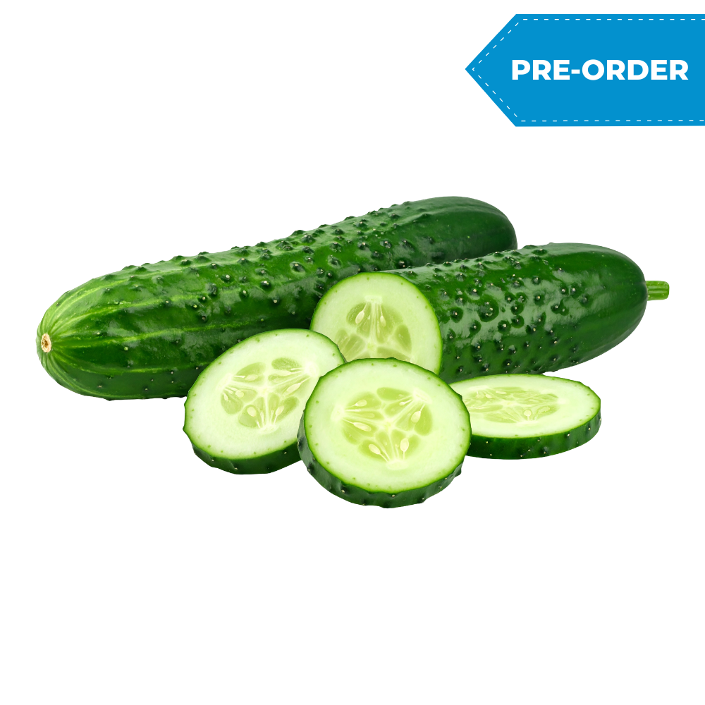 Cucumber English (12pcs/case)