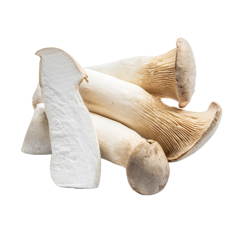 King Oyster Mushroom (24pack/case)