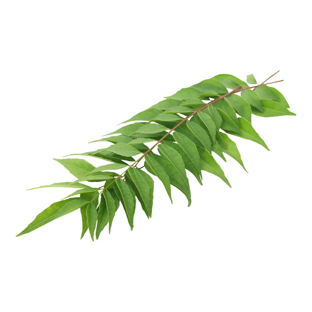 Leaf - Curry (1lb/case)