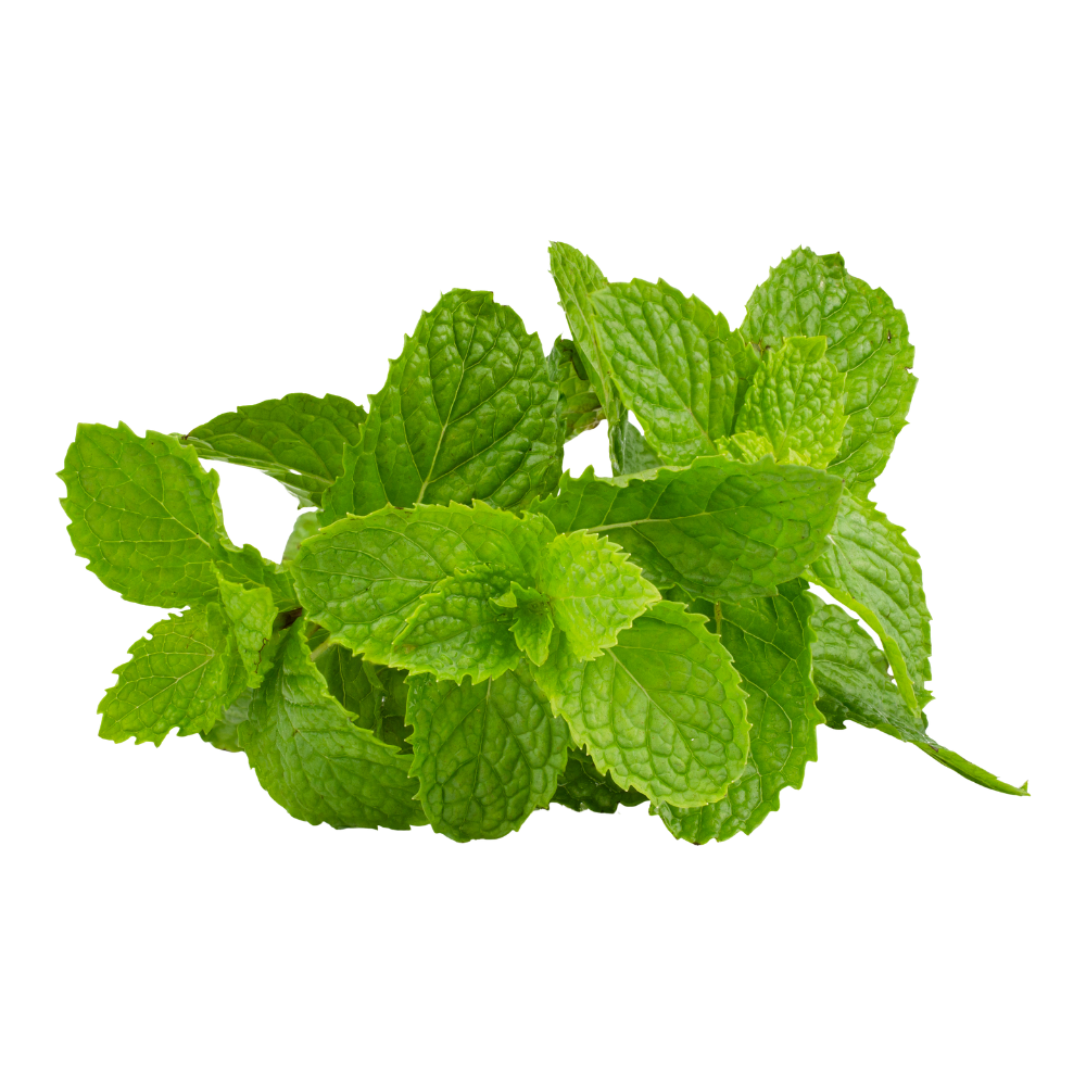 Mint (1dz/case)