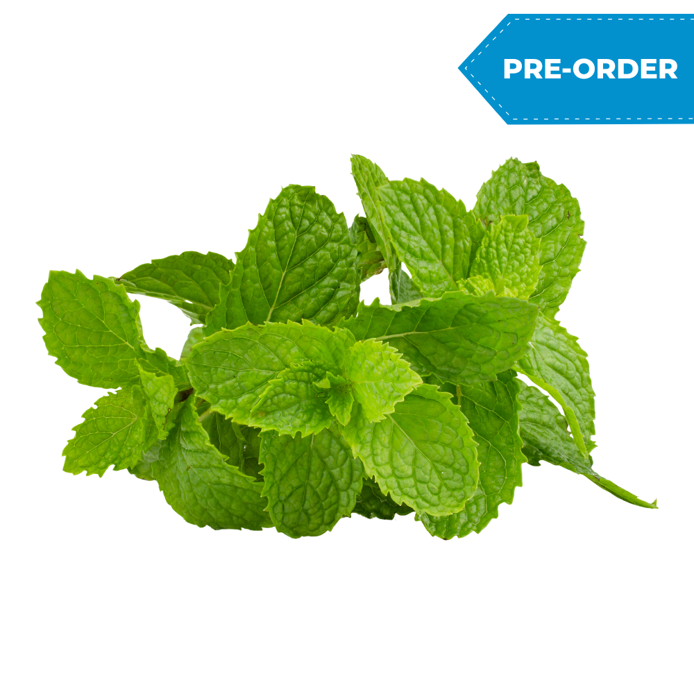 Mint (1dz/case)
