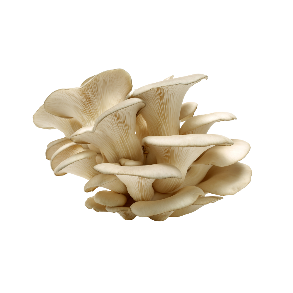Oyster Mushroom (5lb/case)