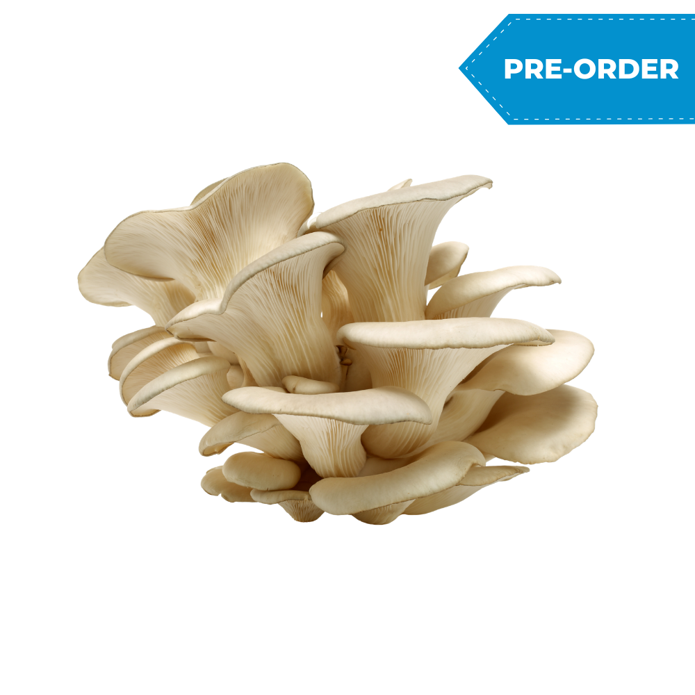Oyster Mushroom (5lb/case)